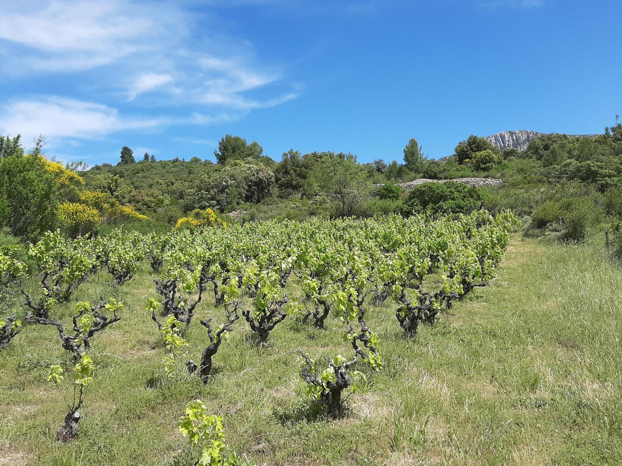 Gite Rue Tranquille Padern Luaran gambar